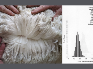 Green Gable Alpacas, Authentic fleece histogram Green Gable Alpacas, Authentic fleece histogram