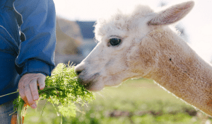 Green Gable Alpacas, Pearl and Carrots