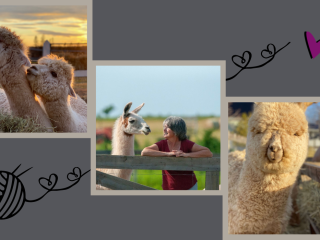Green Gable Alpacas, Trio of animals Green Gable Alpacas, Trio of animals