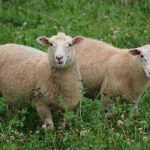 Darryl Stoltz, Sheep Grazing on Farm