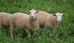 Darryl Stoltz, Sheep Grazing on Farm