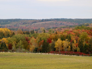 Darryl Stoltz, Sheep grazing in the fall Darryl Stoltz, Sheep grazing in the fall