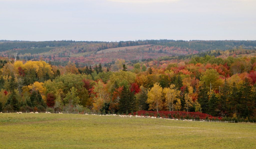Darryl Stoltz, Sheep grazing in the fall