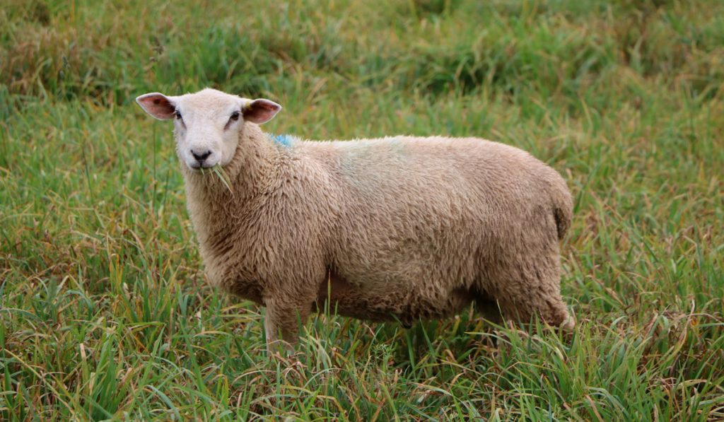 Darryl Stoltz, Sheep in a healthy pasture
