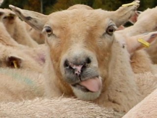 Darryl Stoltz, sheep making faces Darryl Stoltz, sheep making faces