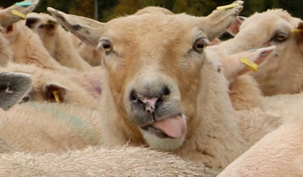 Darryl Stoltz, sheep making faces