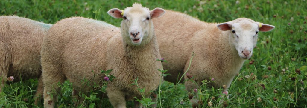Darryl Stoltz, Sheep Grazing on Farm